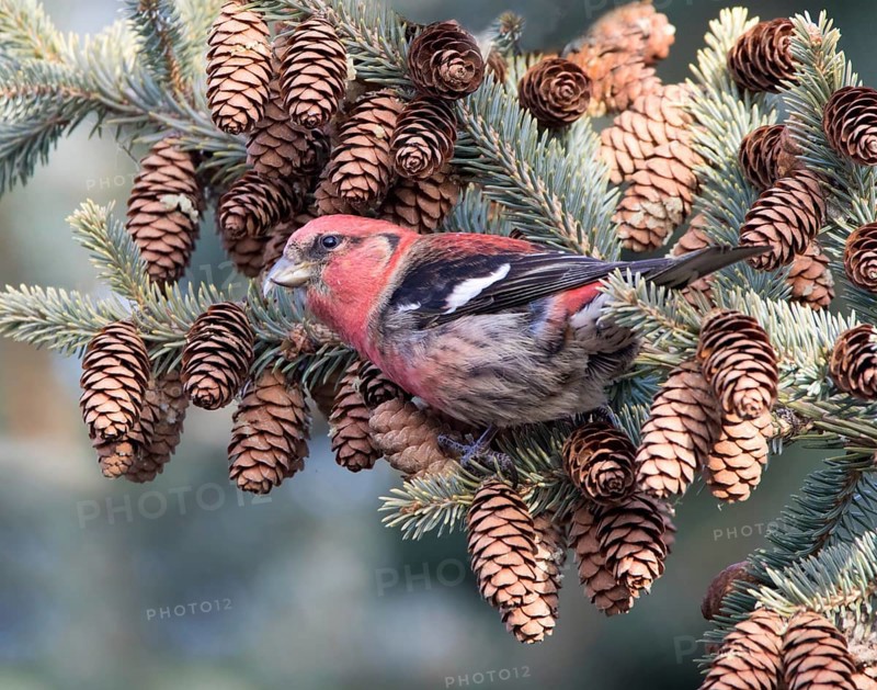A male White-winged Crossbill, Loxia leucoptera, feeding on pine seeds in a spruce tree in Saskatoon, Saskatchewan
