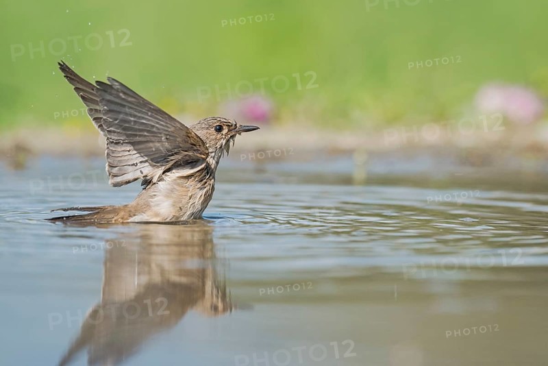 Spotted Flycatcher (Muscicapa striata) bathing, Aosta Valley, Italy