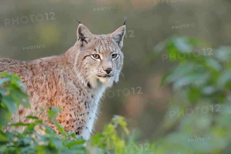 Eurasian Lynx (Lynx lynx) adult portrait, North Rhine-Westphalia, Germany