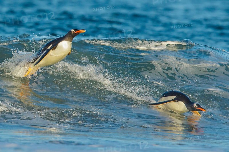 Gentoo Penguin (Pygoscelis papua) returning to land through the waves in the Falkland Islands