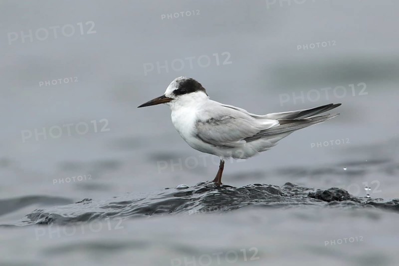 Little Tern (Sternula albifrons), Victoria, Australia