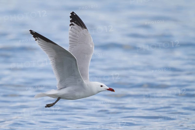 Audouin's Gull (Ichthyaetus audouinii) flying, Mallorca, Spain
