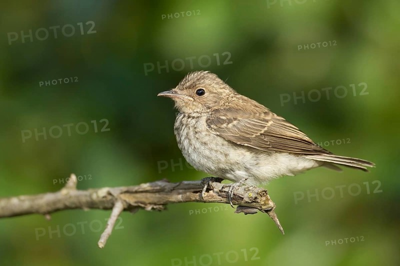 Spotted Flycatcher (Muscicapa striata) juvenile, Corsica, France
