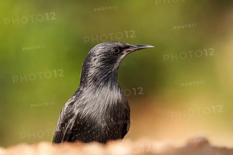 Spotless Starling (Sturnus unicolor), Alicante, Spain