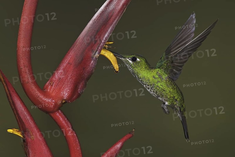 Green-crowned Brilliant (Heliodoxa jacula), Ecuador