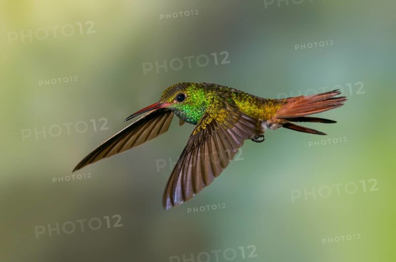 Rufous-tailed Hummingbird (Amazilia tzacatl) at the Nature Pavilion in La Virgen, Costa Rica