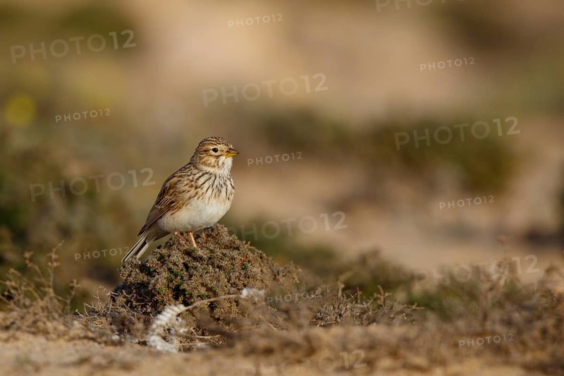 Lesser Short-toed Lark (Alaudala rufescens), Fuerteventura, Spain