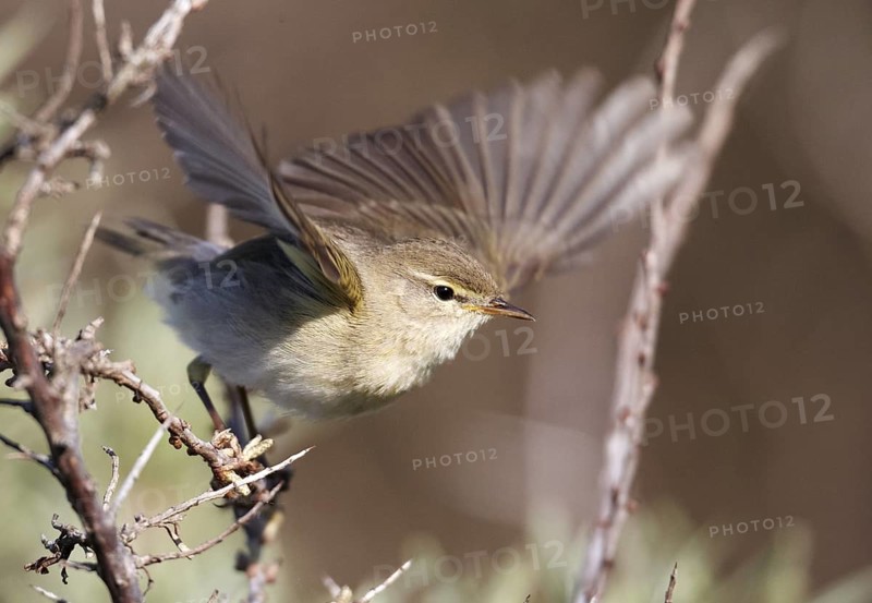 Willow Warbler (Phylloscopus trochilus), Schleswig-Holstein, Germany