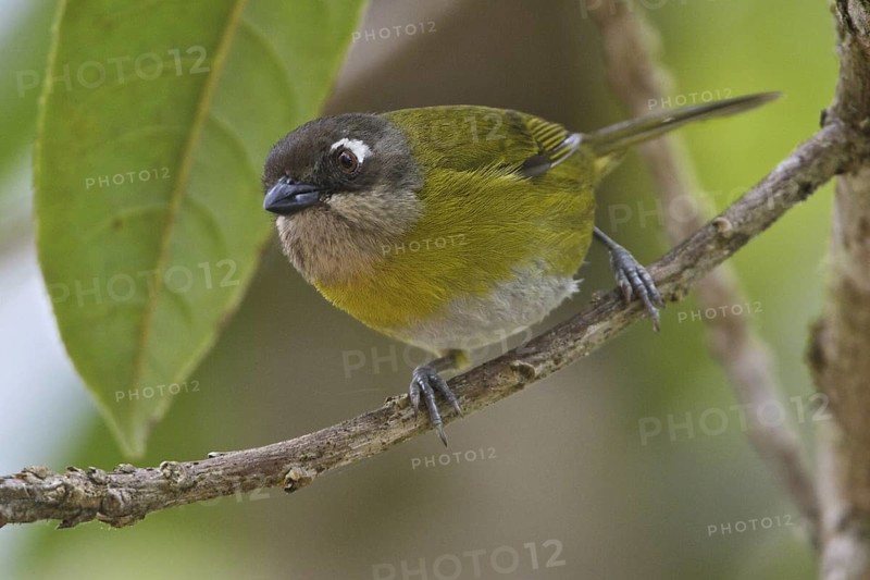 Common Bush Tanager (Chlorospingus flavopectus), Costa Rica