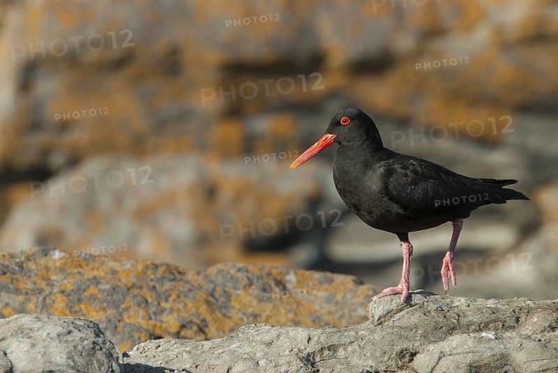 African Oystercatcher (Haematopus moquini), Eastern Cape, South Africa