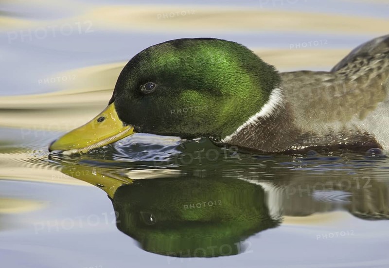 Mallard (Anas platyrhynchos) male, New Mexico, USA
