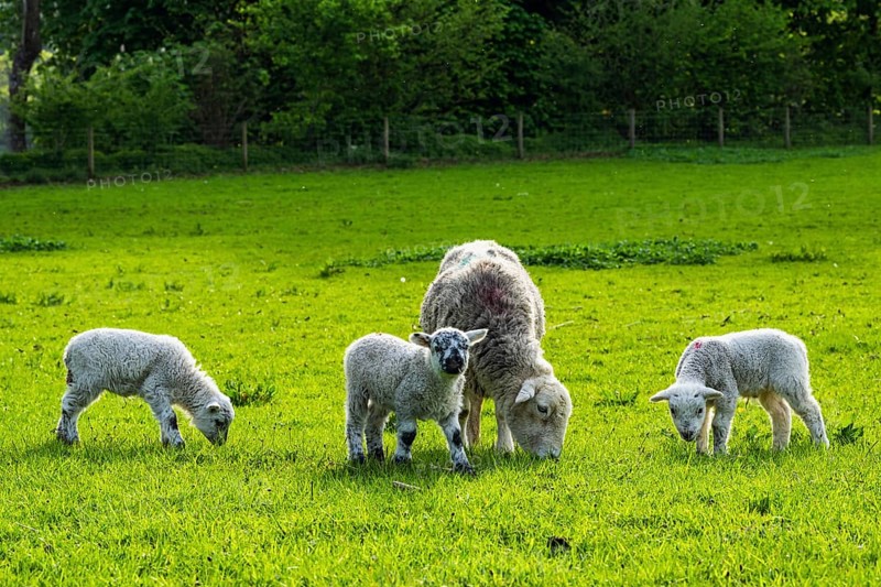 Sheep and farm in Lake District National Park, Coniston Water, Cumbria, England, United Kingdom