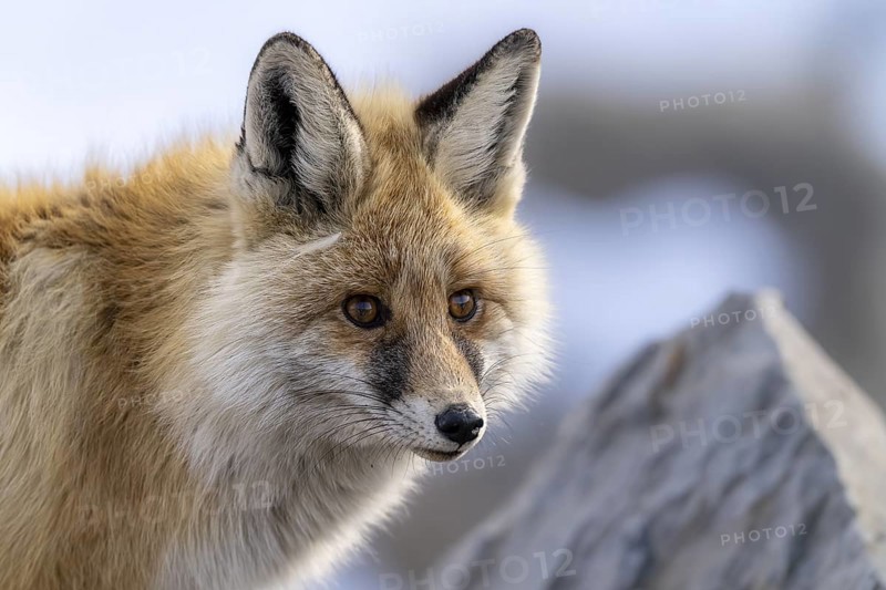 Tibetan red fox (Vulpes vulpes montana), Himalayas, Spitital, Kaza, Himachal Pradesh, India
