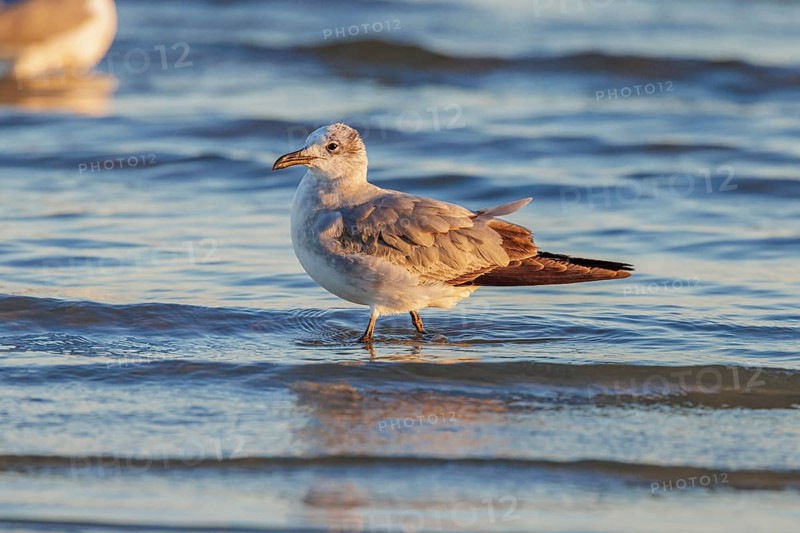 Seagull scouring the waterline searching for food along the Mississippi Gulf Coast in evening light
