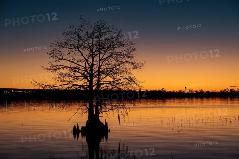 Cypress tree silhouetted against a deep blue and orange sky at sunset on Lake Seminole at the Corps of Engineers Eastbank Campground near the Florida state line in Georgia