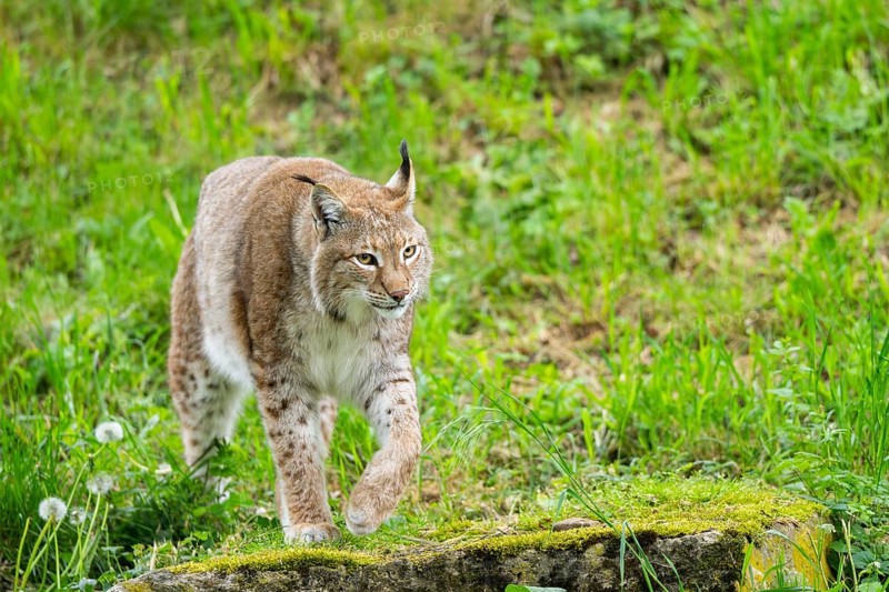 Eurasian lynx (Lynx lynx) walking in the grass, Bavaria, Germany