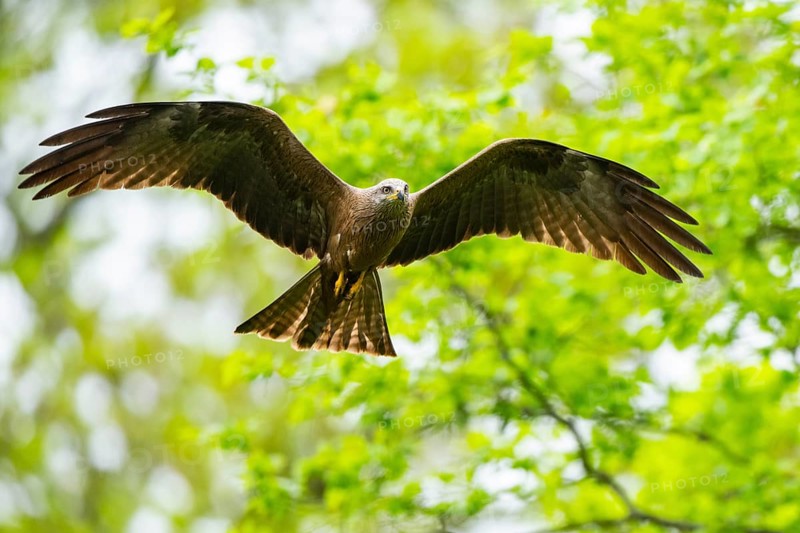Black kite (Milvus migrans) flying in a forest in early summer, Bavaria, Germany