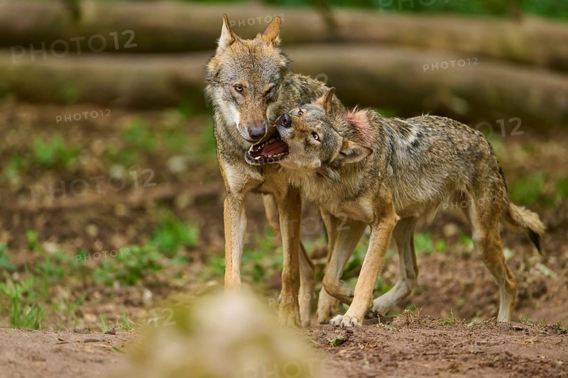 Wolf (Canis lupus), two wolves standing close to each other, one wolf shows its teeth, Germany