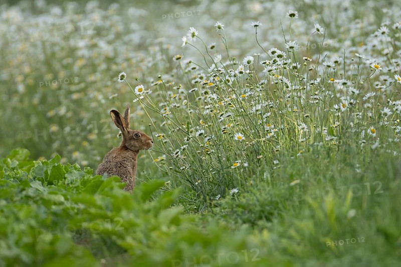 European brown hare (Lepus europaeus) adult animal on the edge of a farmland sugar beet crop with a wildflower margin of Oxeye daisy flowers, England, United Kingdom