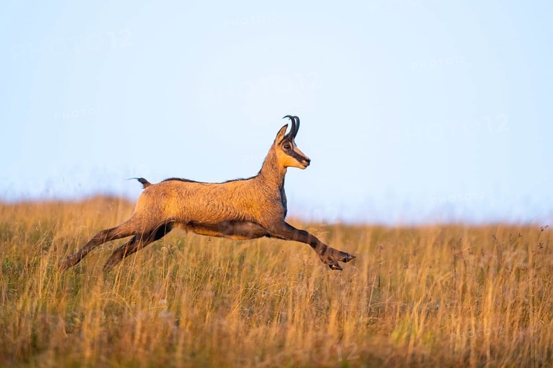 Chamois (Rupicapra rupicapra) on a meadow in the Vosges Mountains, wildlife, France