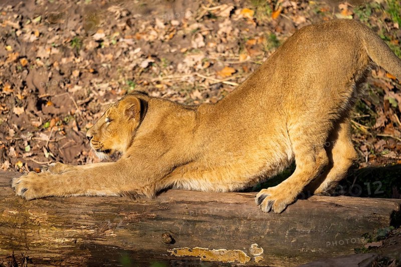 Asiatic lion (Panthera leo persica), youngster, stretching, captive, habitat in India