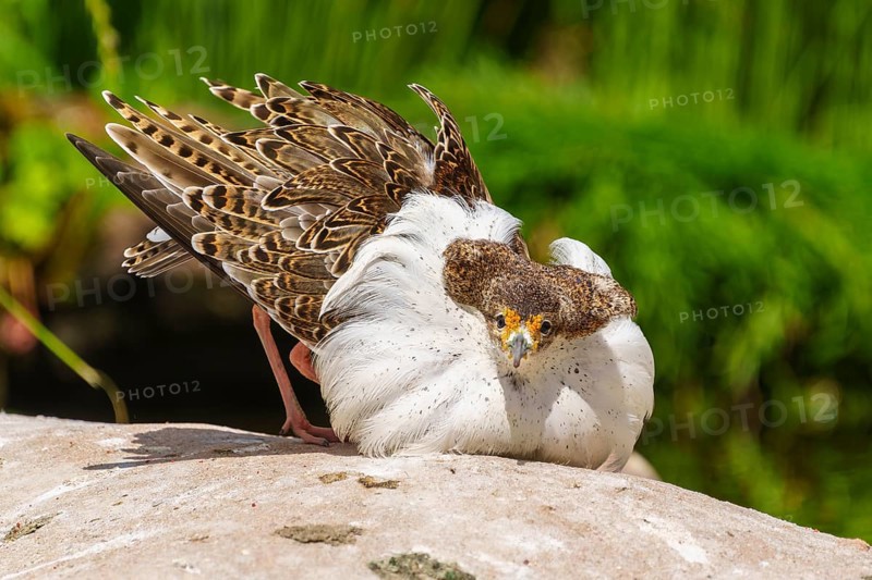 Bird in attack posture with conspicuous white plumage, ruff (Calidris pugnax, Syn.: Philomachus pugnax), courtship display, France