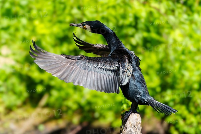 A cormorant with its wings wide open on a branch, surrounded by lively greenery, Cormorant, (Phalacrocorax carbo), wildlife, France