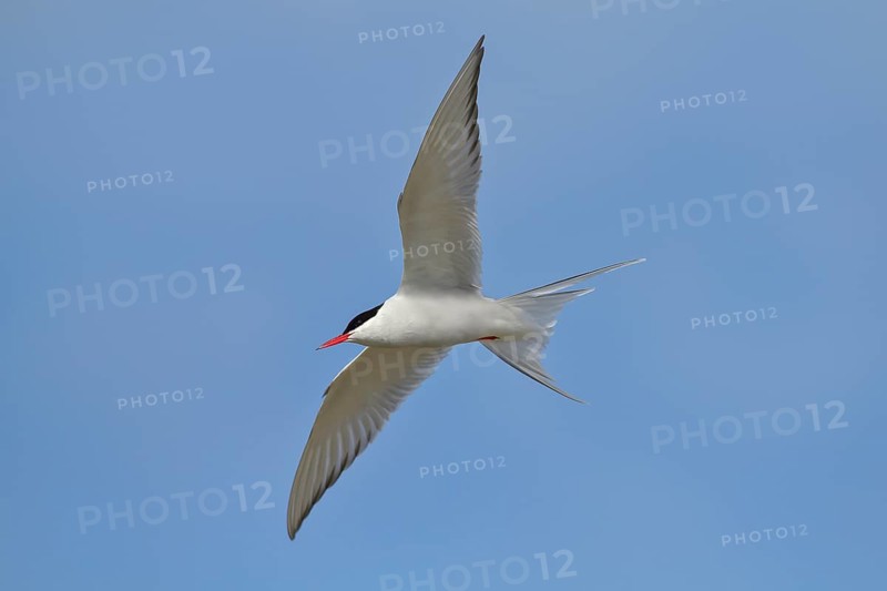 Arctic Arctic Tern (Sterna paradisaea), adult bird in flight, wildlife, nature photography, waterfowl, terns, Eidersperrwerk, Schleswig-Holstein, North Frisia, Germany