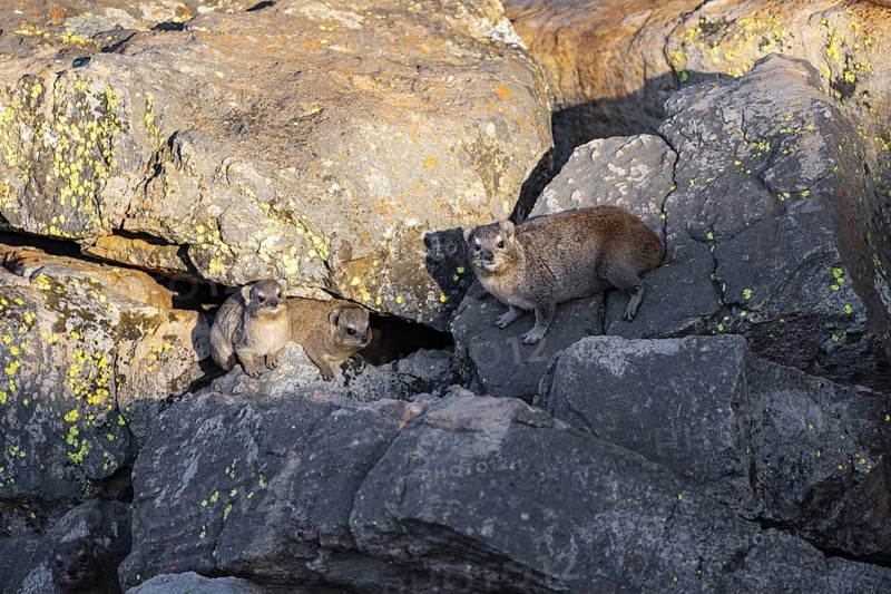 Rock hyrax (Procavia capensis), group on rocks in the evening light, Mpumalanga, South Africa