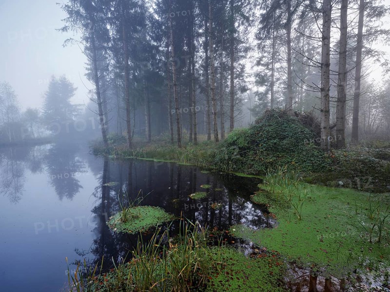 Ballmoos forest reserve, raised bog in the fog, Lieliwald, Lindenberg, Horben, Canton Lucerne, Switzerland