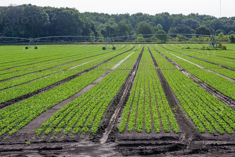 Orangeville, Michigan - Radishes growing on a farm in western Michigan
