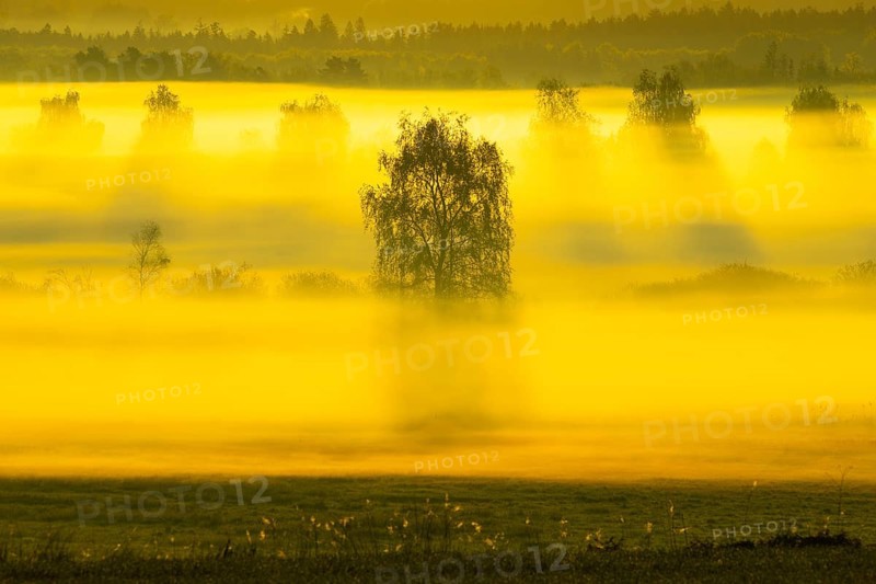 Early morning fog over the moor, birch (Betula), birch family (Betulaceae), sunrise fog, Pfrungen, Pfrunger-Burgweiler Ried, Baden-Wuerttemberg, Germany