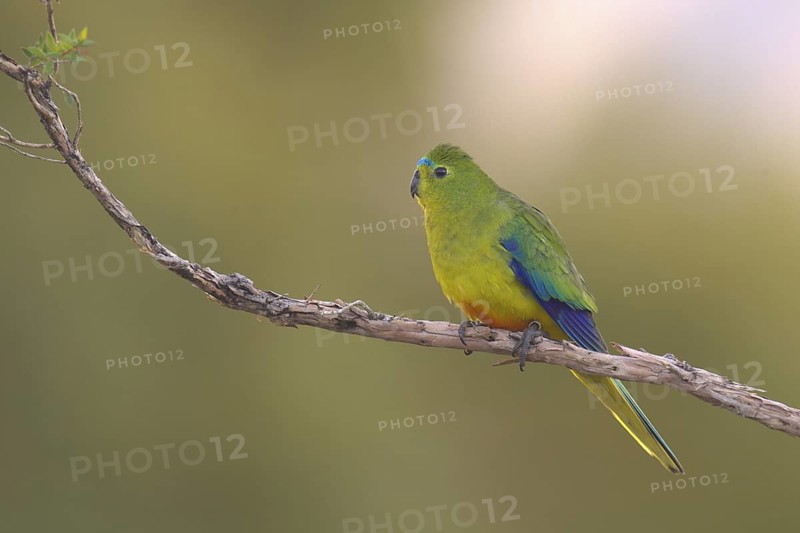 Orange-bellied Parrot (Neophema chrysogaster), Tasmania, Australia