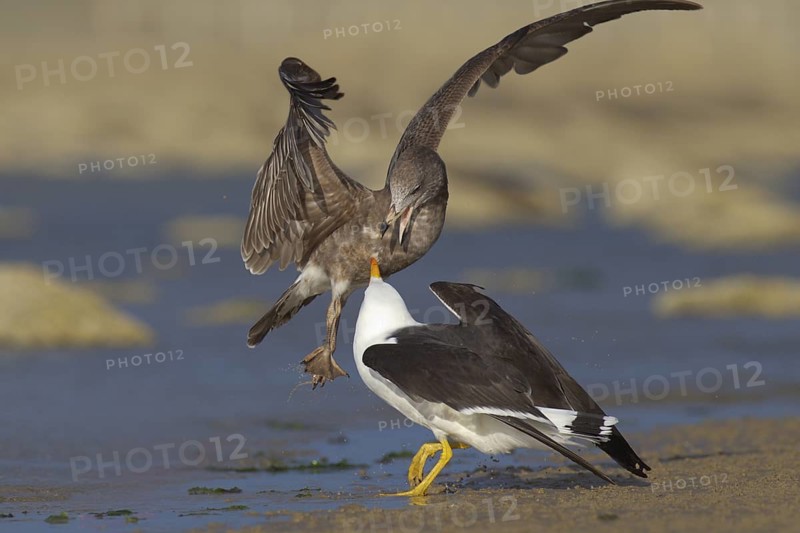 Pacific Gull (Larus pacificus), Victoria, Australia