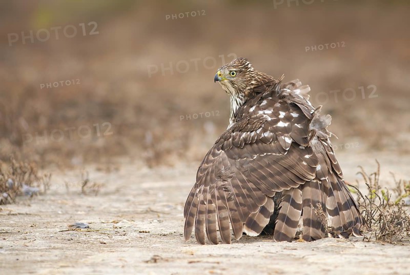Cooper's Hawk (Accipiter cooperii) perched on the ground, Texas, USA