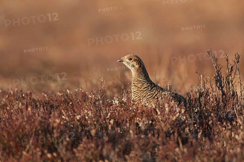 Black Grouse (Lyrurus tetrix) female, Sweden