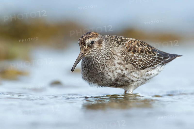 Purple Sandpiper (Calidris maritima), Myvatn, Iceland