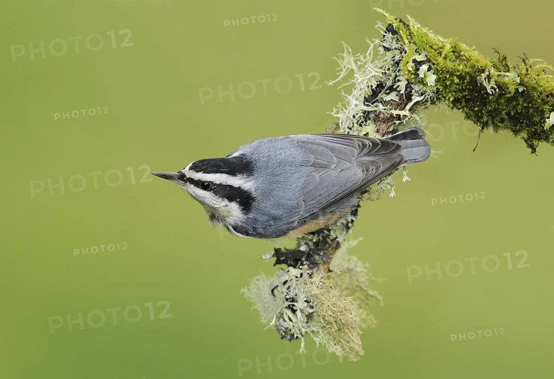 Red-breasted Nuthatch (Sitta canadensis), British Columbia, Canada