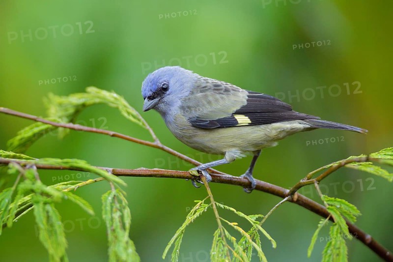 Yellow-winged Tanager (Thraupis abbas) perched on a branch, Alajuela, Costa Rica