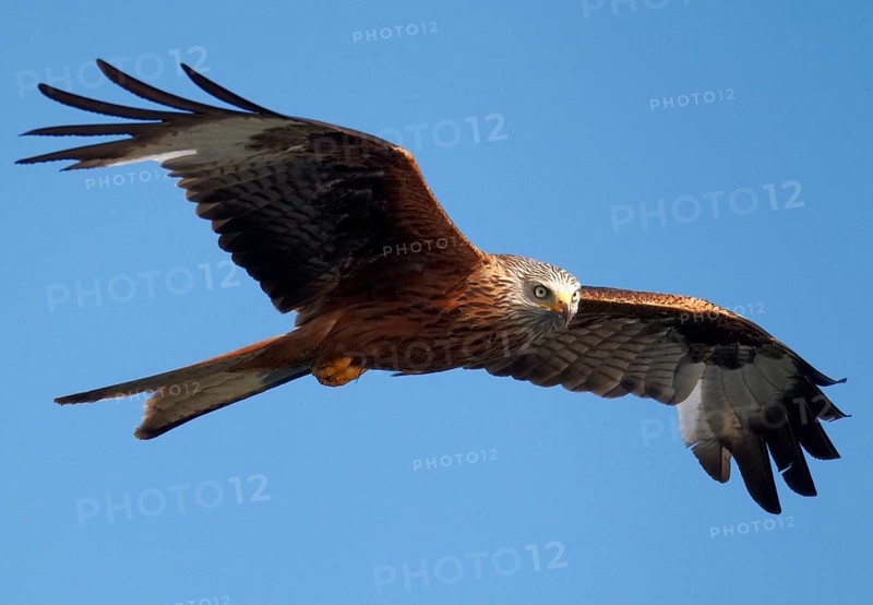 Red Kite (Milvus milvus) flying, Mecklenburg-Western Pomerania, Germany