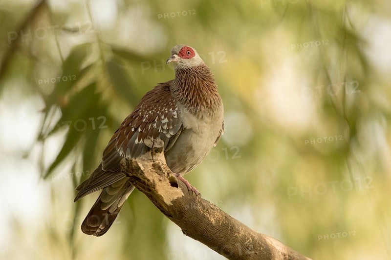 Speckled Pigeon (Columba guinea), Gambia