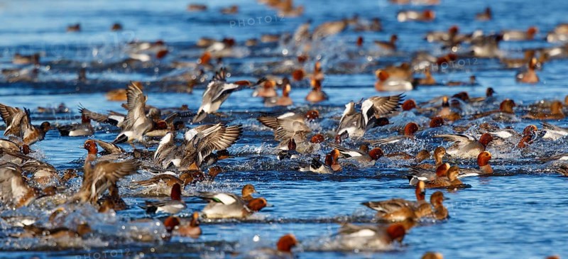 Eurasian Wigeon (Mareca penelope) group, Netherlands