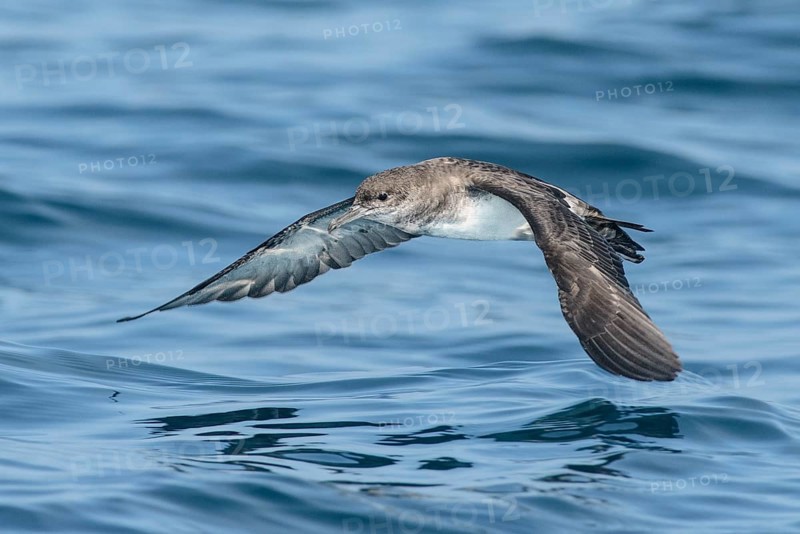 Black-vented Shearwater (Puffinus opisthomelas) flying, California, USA
