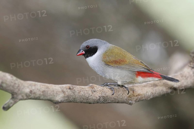 Swee Waxbill (Coccopygia melanotis), Western Cape, South Africa