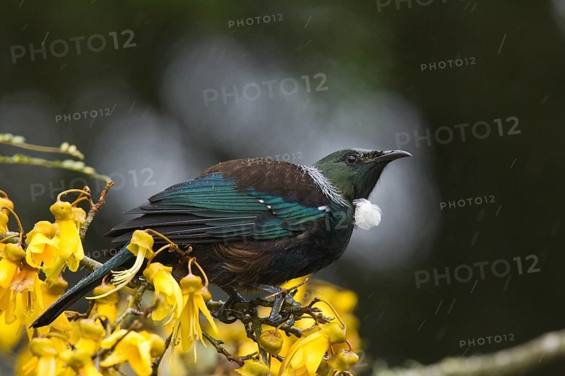 Tui on kowhai flowers in rain