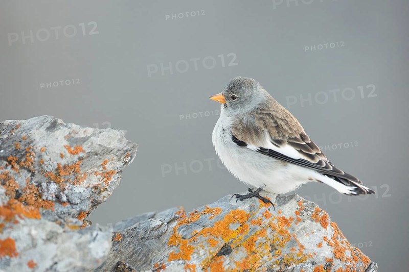 White-winged Snowfinch (Montifringilla nivalis), Valais, Switzerland