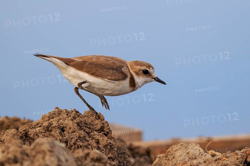 Kentish Plover (Charadrius alexandrinus) female, Greece