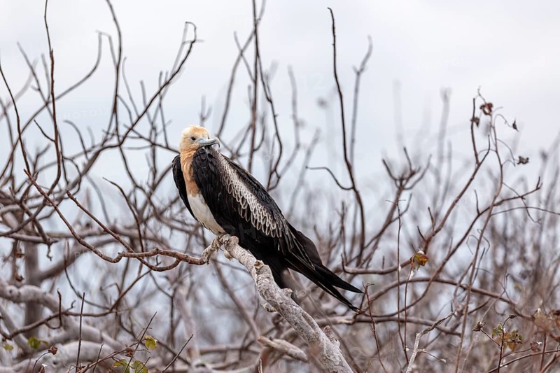 Frigatebirds (Fregatidae), Galapagos, Ecuador