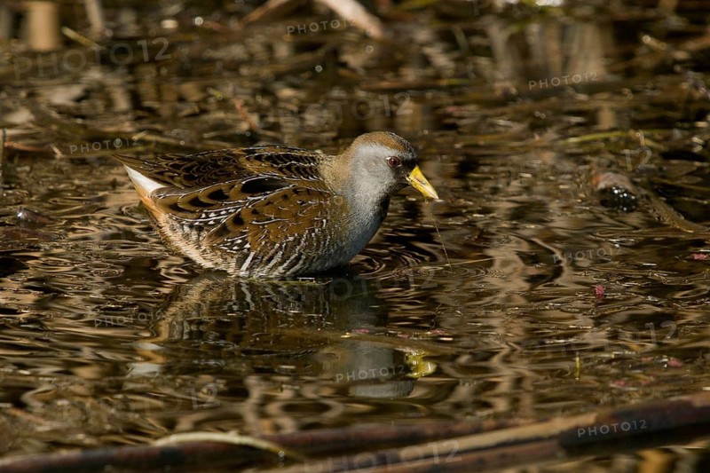 Sora (Porzana carolina) in freshwater marsh