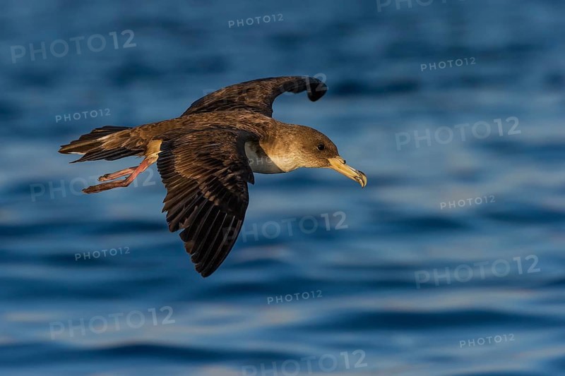 Cory's Shearwater (Calonectris borealis) flying, Eilat, Israel